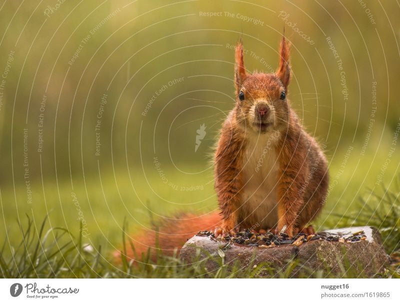 squirrel Animal Wild animal Animal face Pelt Paw Zoo 1 Observe To feed Crouch Sit Esthetic Brash Friendliness Cuddly Near Curiosity Cute Yellow Green Orange