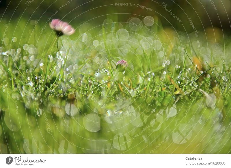 Dew drops sparkle in the grass Nature Plant Drops of water Sun Beautiful weather Flower Grass Daisy Garden Meadow Movement Fragrance Glittering Faded Growth