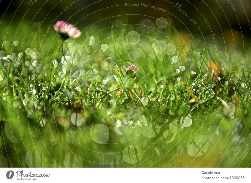 GrassGlitzern Nature Plant Drops of water Beautiful weather Flower Daisy Relaxation Glittering Faded Growth Esthetic Simple Positive pretty Gold Green Pink