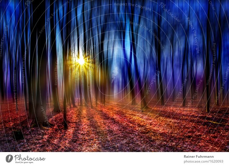 a fairytale forest against the light Environment Sun Sunlight Spring Beautiful weather Forest Dream Bright Crazy Romance "Shadows Back-light Dazzle Lonely Magic