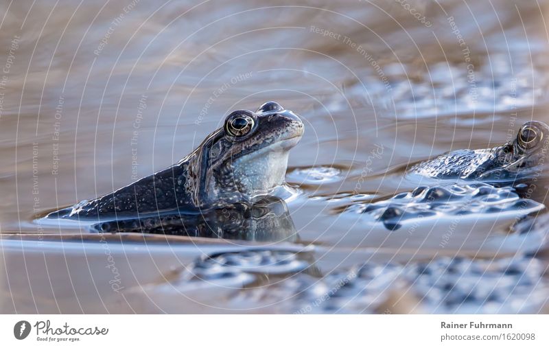 Moor frogs in family planning Environment Nature Animal Water Spring Pond Frog 1 Rutting season Love Swimming & Bathing "Spawn spawning period ponds eggs Blue