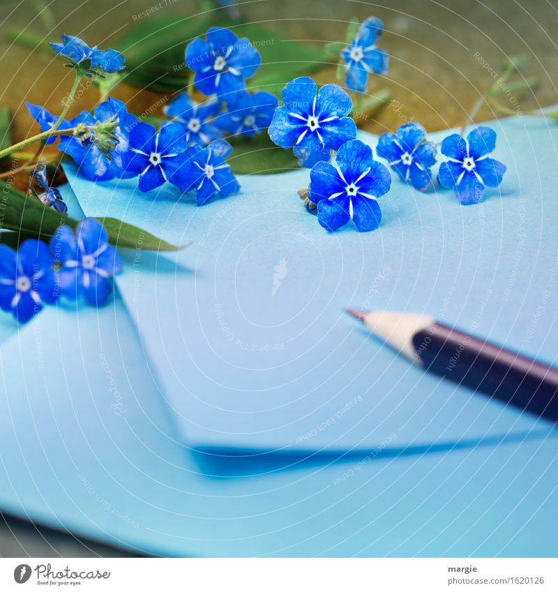 Don't forget mine! Blue note with pen framed by forget-me-not - flowers Office work Workplace To talk Flower Leaf Blossom Write Sympathy Friendship Love