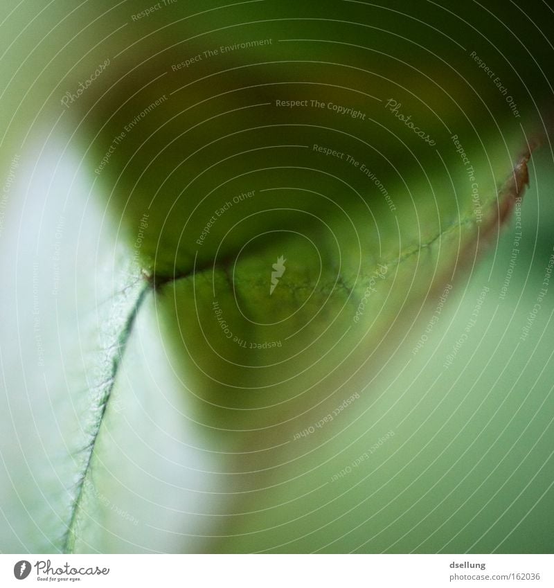 clipper Leaf Broken Bend Wrinkles Folded Structures and shapes Leaf green Green Light Shadow Vessel Life Macro (Extreme close-up) Close-up Decoration turn off