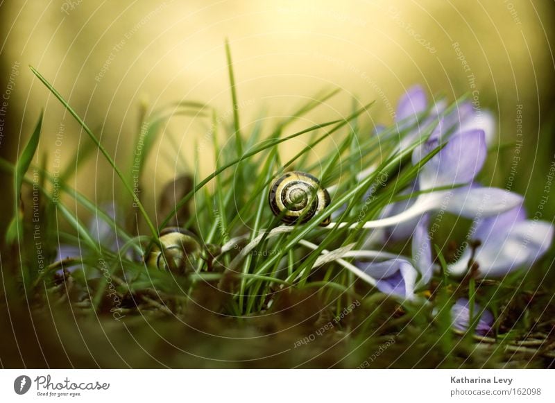 Everything's up front! Colour photo Exterior shot Close-up Macro (Extreme close-up) Copy Space top Light Shallow depth of field Worm's-eye view Animal portrait