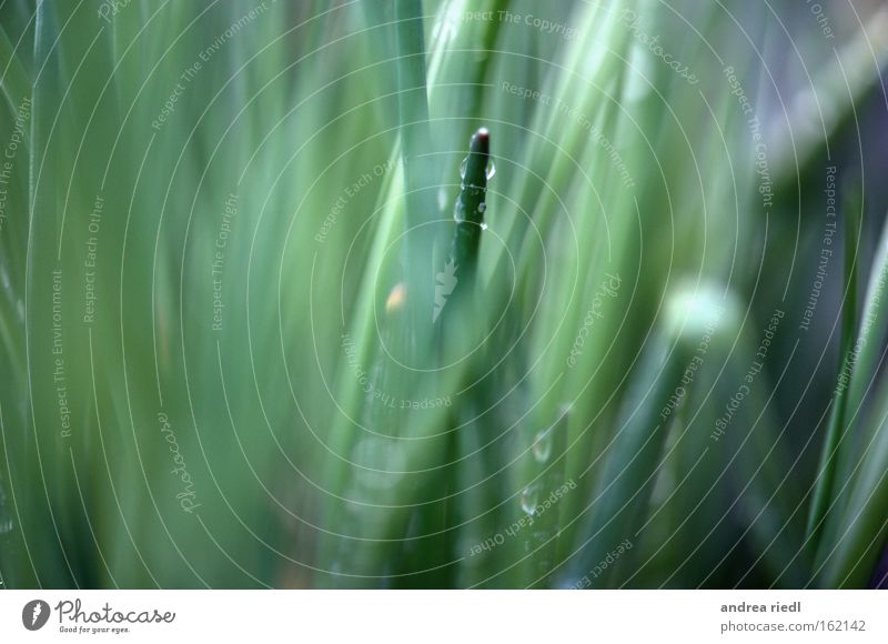 The one who sticks out Nature Green Herbs and spices Drops of water Water Elements Uniqueness Stick out Leek Macro (Extreme close-up) Close-up dance out of line