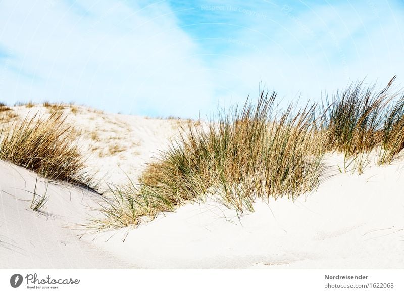 dune grass Vacation & Travel Summer Summer vacation Sun Beach Ocean Nature Landscape Sand Sky Clouds Beautiful weather Plant Grass North Sea Baltic Sea