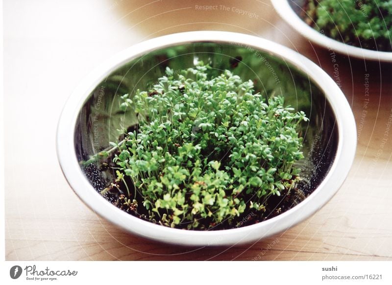 cress Cress Edible Pot Bowl