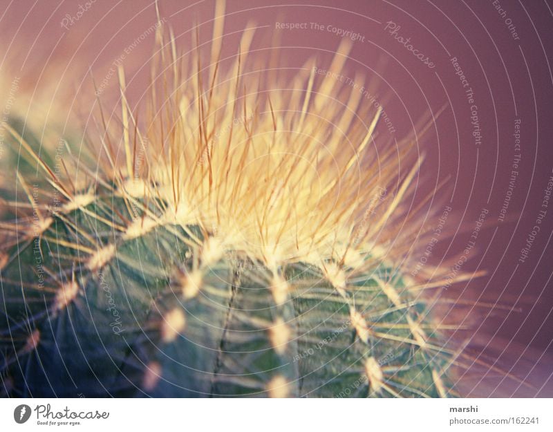 My little green cactus Cactus Pierce Point Threat Desert Nature Close-up Houseplant Green Violet Small Decoration Macro (Extreme close-up) Thorn Caution