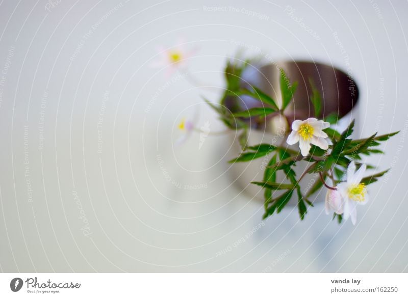 wood anemone Colour photo Subdued colour Interior shot Studio shot Close-up Detail Macro (Extreme close-up) Copy Space left Copy Space top Copy Space bottom