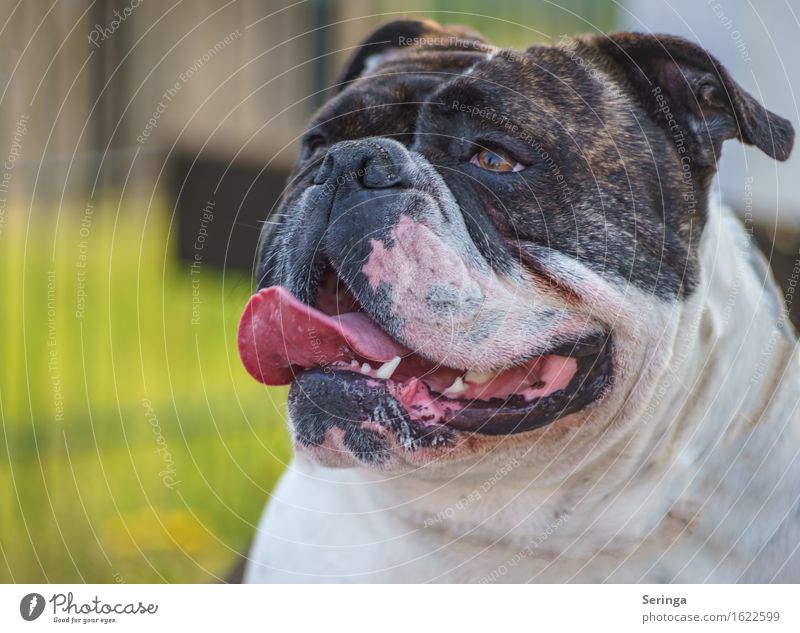 Look out... the 200. :) Animal Pet Dog Animal face 1 Breathe Observe Dog's snout Colour photo Multicoloured Exterior shot Close-up Detail Deserted