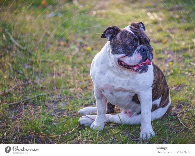 mopsy Animal Pet Dog Animal face 1 Looking Sit Dog's snout Colour photo Subdued colour Multicoloured Exterior shot Close-up Detail Deserted Copy Space left Day