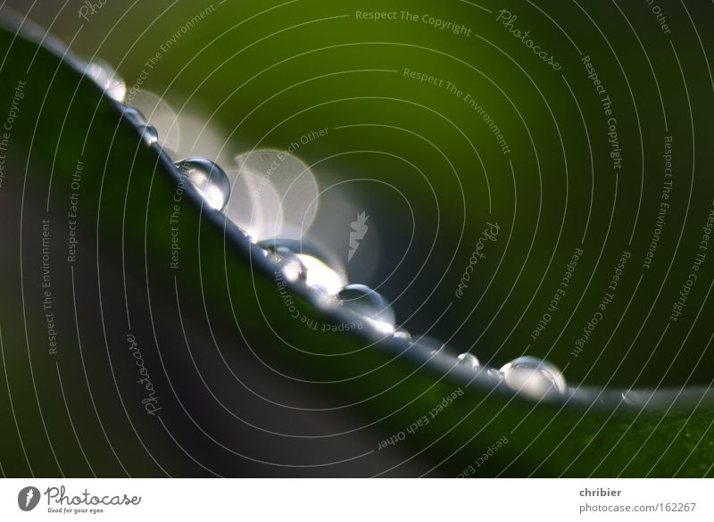 Water curve -70- Close-up Macro (Extreme close-up) Reflection Plant Drops of water Rain Leaf Glittering Wet Green Dew Curve Damp Transparent chribier