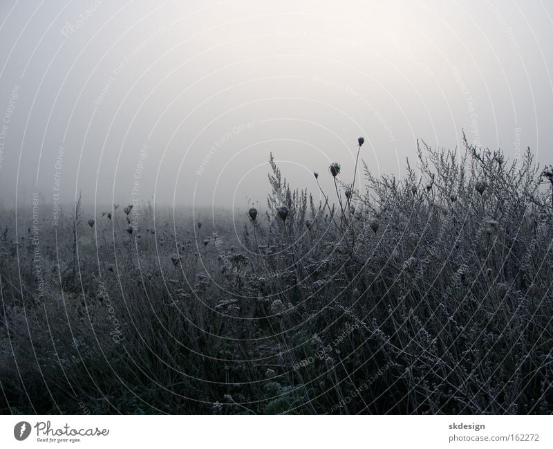 Frosty fallow land Fog Meadow Bad weather Apiaceae Morning fog Fallow land Trieste Winter Gray Hoar frost