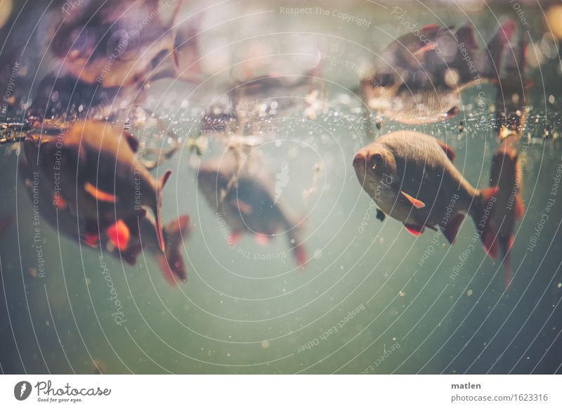 rudd Animal Wild animal Flock Swimming & Bathing Brown Green Red White Dreary red feather Reflection Colour photo Subdued colour Close-up Underwater photo