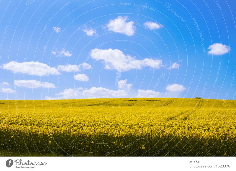 Yellow rape fields in the sun with blue sky and clouds Cooking oil Clouds Illuminate Blue Green White Canola Canola field Sky organic Biological