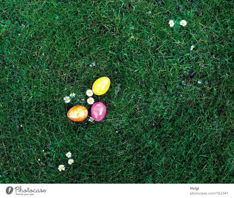 three colourful Easter eggs lie on flowering daisies in a meadow Colour photo Multicoloured Exterior shot Deserted Copy Space right Copy Space top