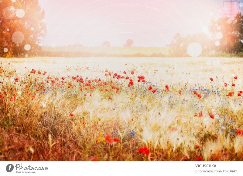 Beautiful poppy field with sunset Lifestyle Design Joy Summer Environment Nature Landscape Plant Sunrise Sunset Sunlight Autumn Beautiful weather Meadow Field