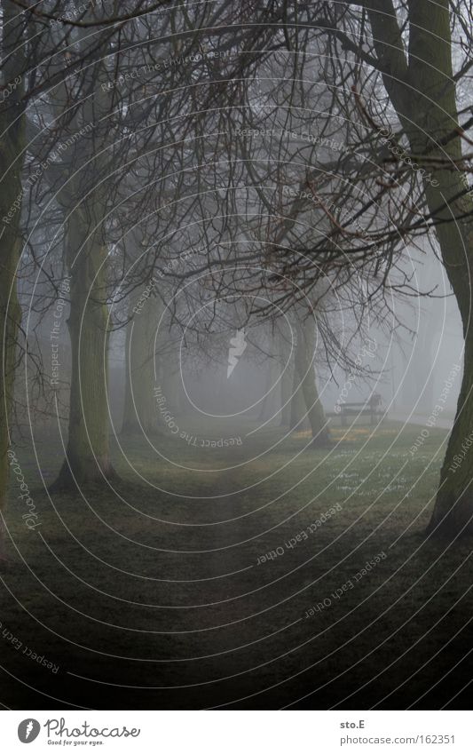 Fog is the soft focus of nature Avenue Tree Branchage Lanes & trails Footpath Morning Mystic Moody Soft Nature Landscape To go for a walk Forest Spring