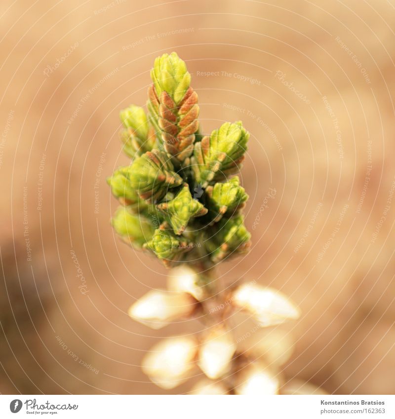 restart Colour photo Exterior shot Close-up Macro (Extreme close-up) Deserted Neutral Background Day Blur Bird's-eye view Nature Plant Spring Flower Pot plant