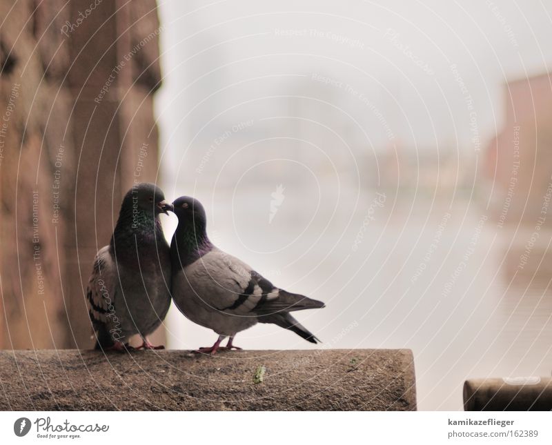 Kiss me............................................... Subdued colour Exterior shot Close-up Deserted Neutral Background Morning Shallow depth of field