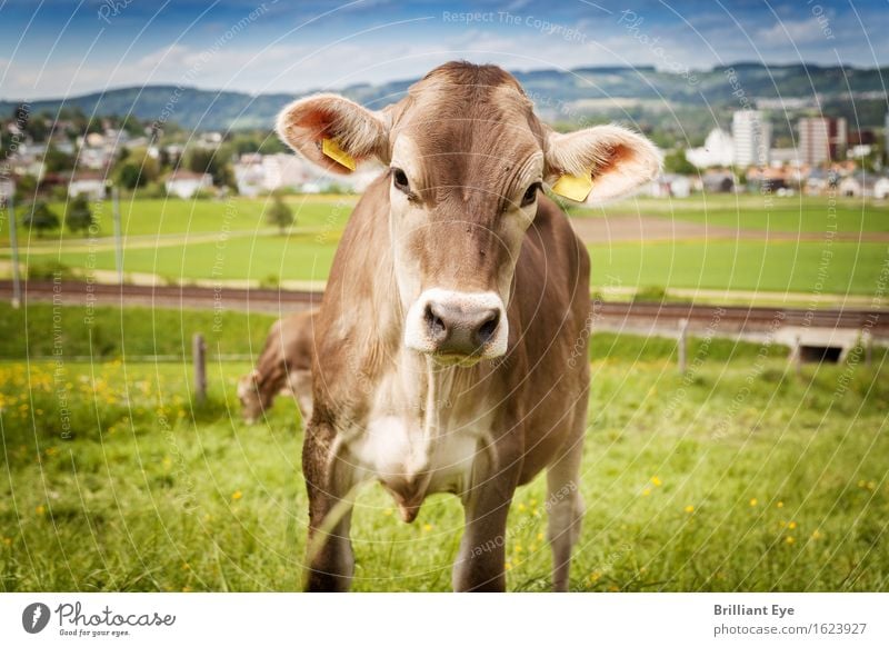 Ears up Summer Nature Meadow Hill Animal Farm animal Cow 1 Looking Authentic Curiosity Cute Brown Green Interest Switzerland Free-range rearing Agriculture