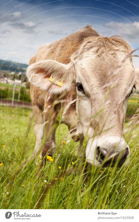 palpable nose Trip Summer Nature Meadow Farm animal Cow Discover Eating Natural Curiosity Cute Acceptance Trust Appetite Serene Switzerland Free-range rearing