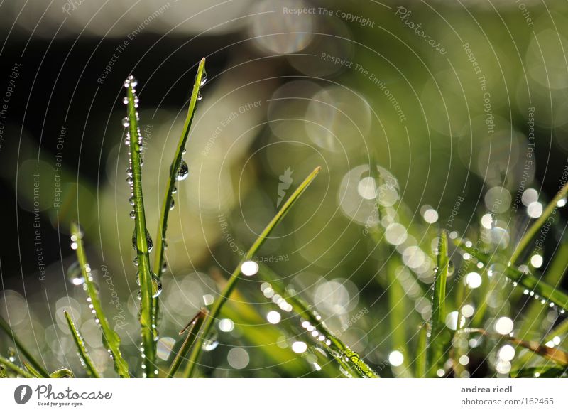 sunflower grass Nature Plant Grass Rain Drops of water Water Light Earth Lighting Fertile Glittering Green Growth Spring Meadow Macro (Extreme close-up)