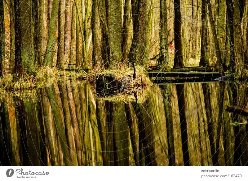 Briesetal Forest Tree Tree trunk Mixed forest Deciduous forest Marsh Lake Pond Water Reflection Nature Environmental protection Hiking To go for a walk Spring