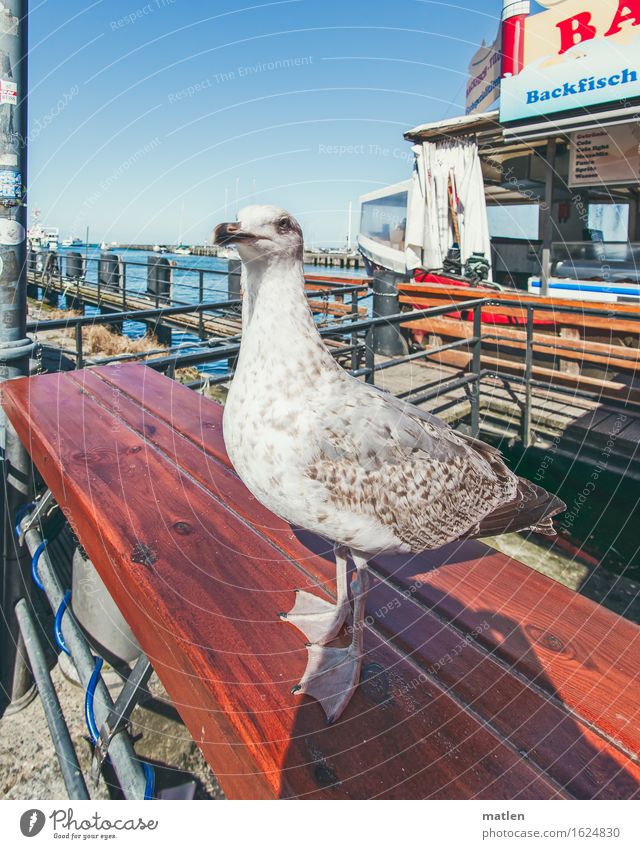 brazen man Fishing village Harbour Fishing boat Animal Wild animal Bird 1 Hunting Brash Near Blue Brown Red White Seagull fish stand Table Colour photo