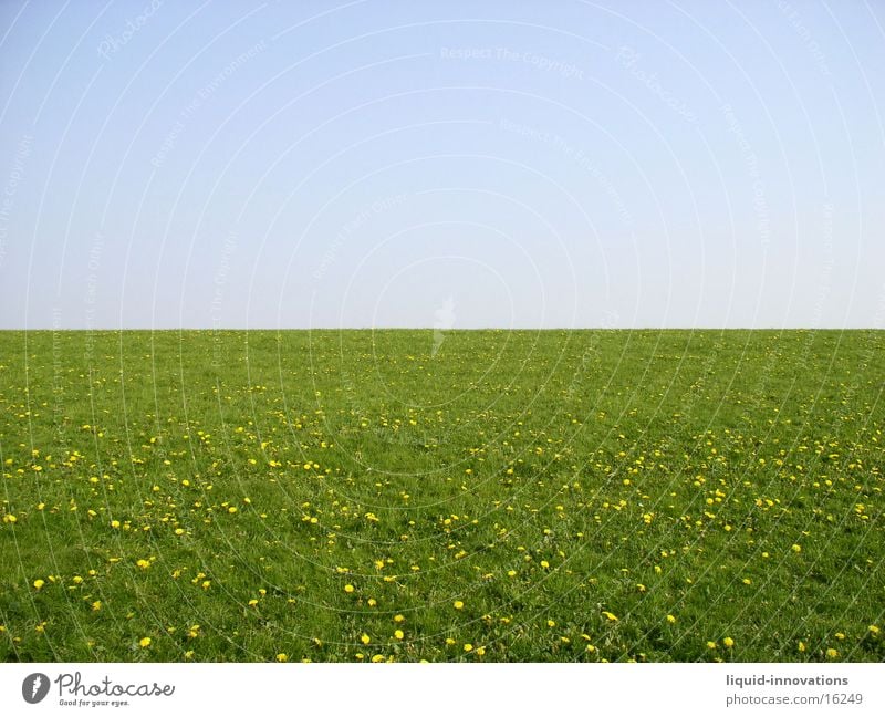 dyke Dike Meadow Green Horizon Flower meadow Sky