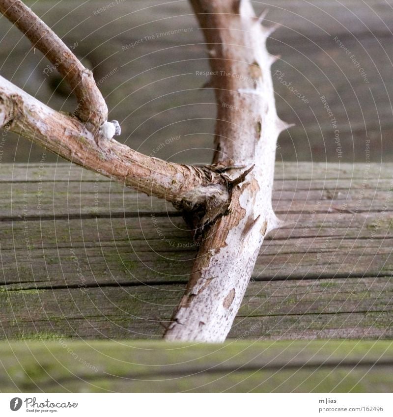 Y Branch Tree Fence Thorn Nature Hiking Threat Autumn Past Transience Power Vertical Knot Macro (Extreme close-up) Close-up Dangerous grow together Sadness