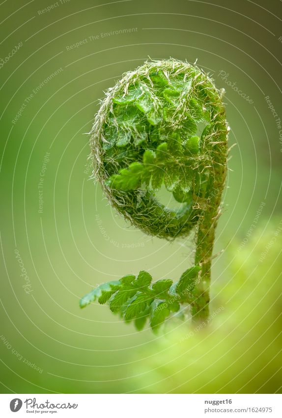 Awakening of nature Environment Nature Plant Spring Summer Fern Leaf Wild plant Garden Park Forest Virgin forest Esthetic Natural Green Moody Spring fever