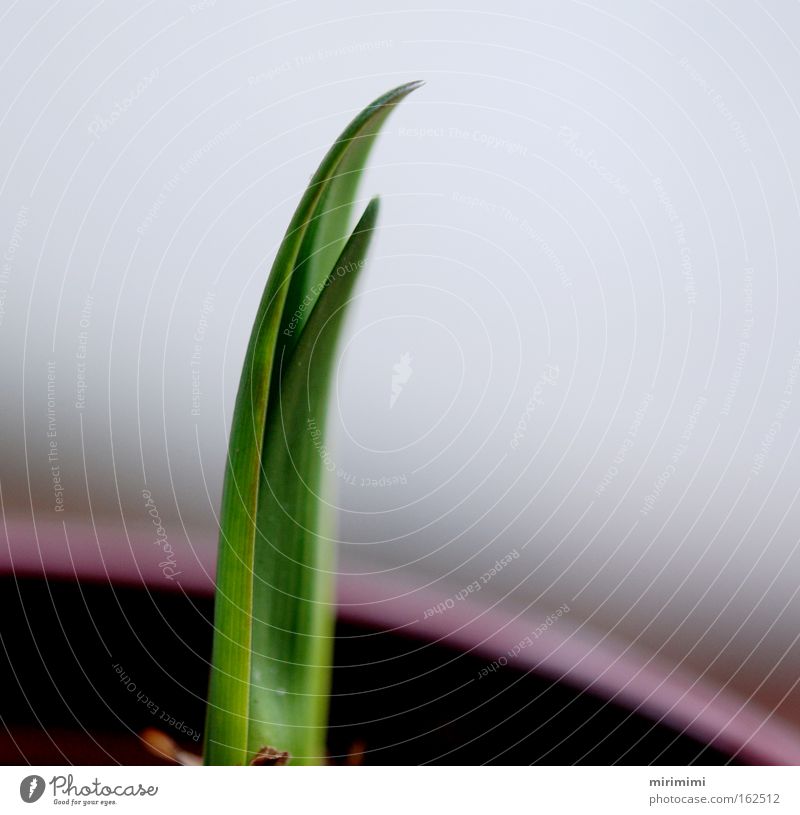 jump fling Green Spring Amaryllis Bulb Shoot Growth Jump