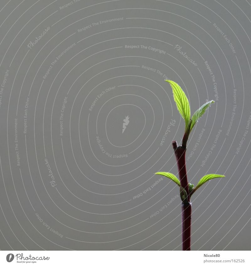 offshoot Colour photo Copy Space left Decoration Spring Leaf Blossoming New Green Branch Twig Leaf green Delicate Wake up Individual Asia Feng Shui Day