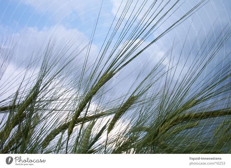 cereals Wheat Clouds Grain