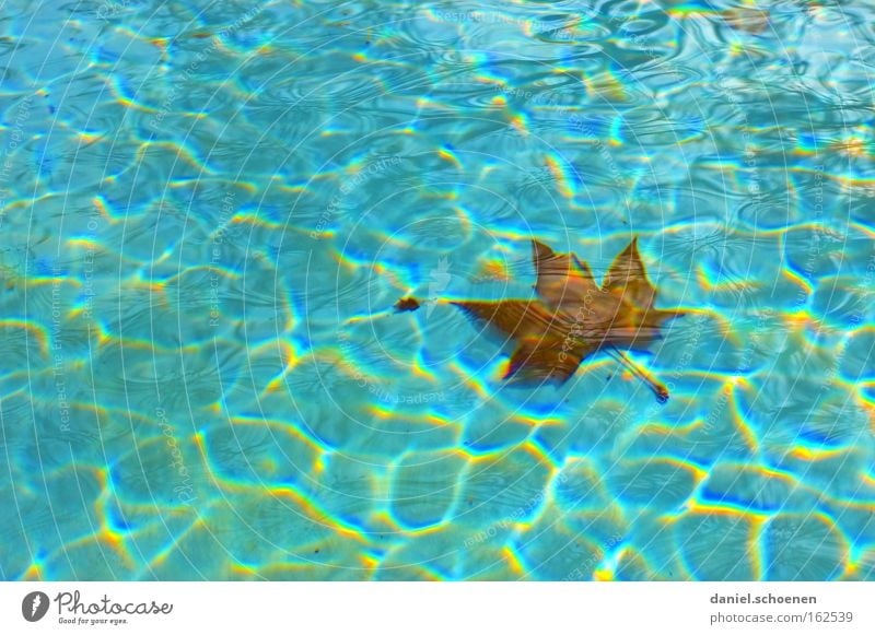 soon is outdoor swimming pool season Water Blue Surface Waves Summer Swimming pool Leaf Background picture Float in the water