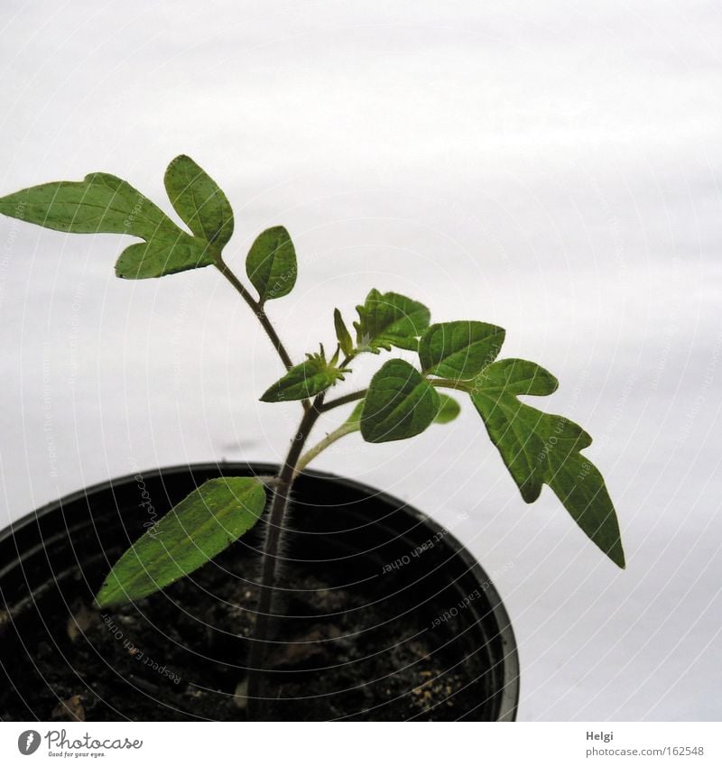 Tomato rearing... Colour photo Subdued colour Interior shot Detail Copy Space top Neutral Background Gardening Nature Plant Earth Spring Foliage plant