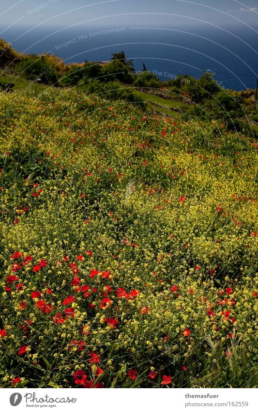 Easter walk Spring Poppy Flower meadow Ocean Happy Joy Beautiful Yellow