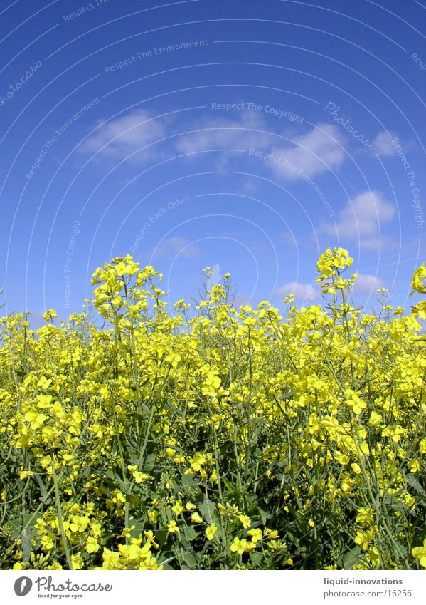 Rapeseed field in May II Clouds Yellow Horizon Spring Rap. field of rape Sky