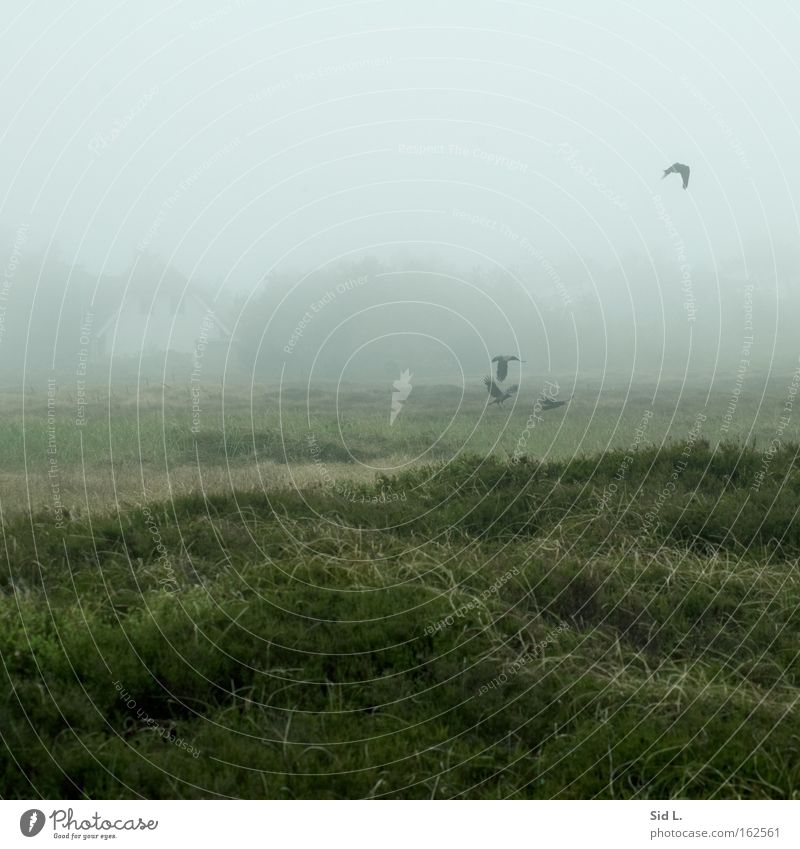 Dune heath on Hiddensee Fog Crow Heather family Calm Island Bird House (Residential Structure) Flying Flee Peace dune heath