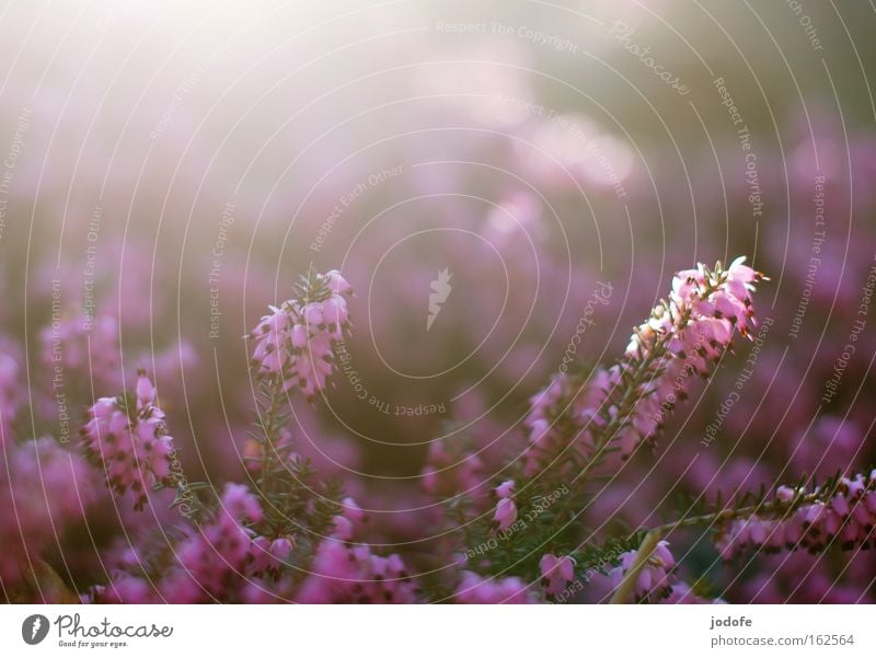 snow heath Colour photo Subdued colour Exterior shot Close-up Aerial photograph Abstract Pattern Deserted Copy Space top Day Twilight Light Sunlight Sunbeam