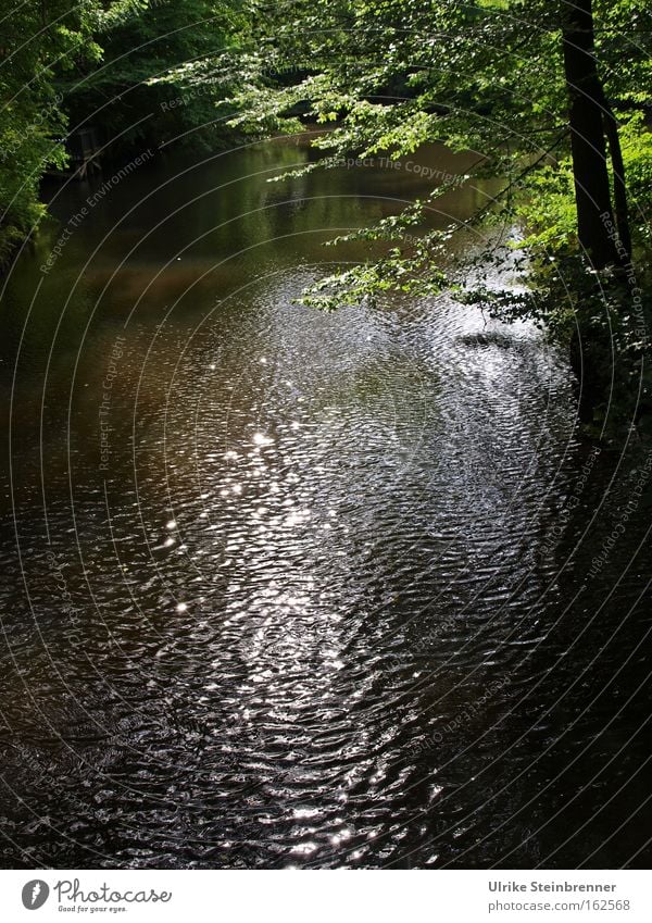 stream flows under green branches slightly rippled Colour photo Exterior shot Copy Space bottom Light Shadow Sunbeam Harmonious Relaxation Calm Waves Nature