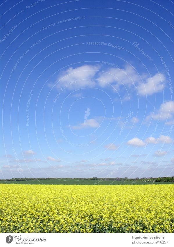 Rapeseed field in May I Clouds Yellow Horizon Spring Rap. field of rape Sky