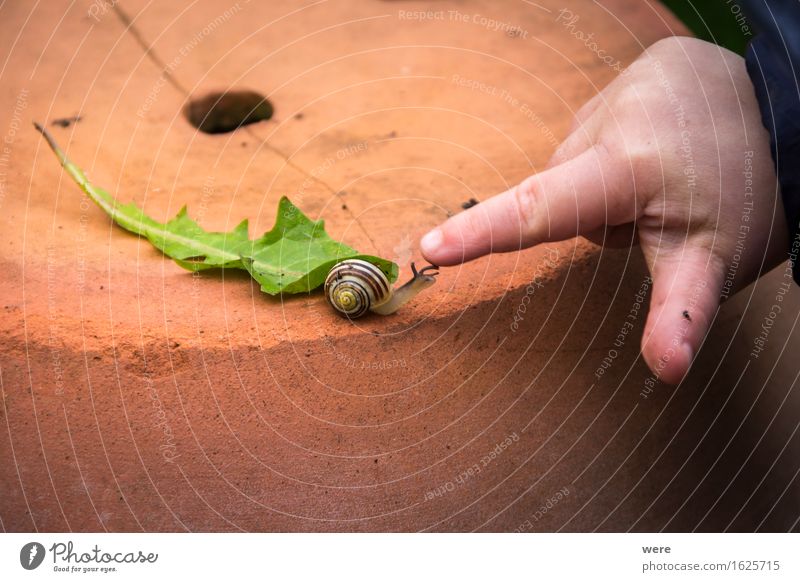 first contact Child Human being Nature Animal Crawl Curiosity Slimy Events experiential education upbringing nature education Miracle of Nature Crumpet