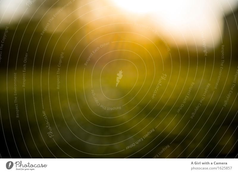 impressions Nature Landscape Plant Beautiful weather Tree Grass Field Yellow Gold Green Hint Sunset Impression Subdued colour Exterior shot Experimental