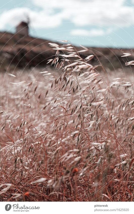 Wind III Art Work of art Esthetic Field Grain Grain field Grain harvest Mill Idyll Summer Summer vacation Blow Calm Spain Colour photo Subdued colour