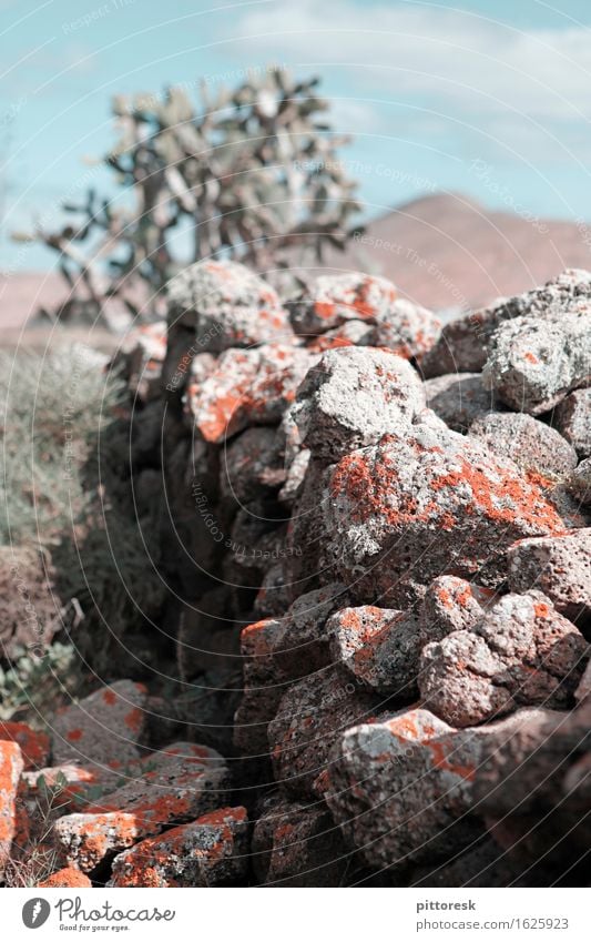 Autsch II Art Work of art Esthetic Wall (barrier) Wall plant Building stone Rest of a wall Wall moss Mediterranean Summer vacation Spain Hiking Class outing