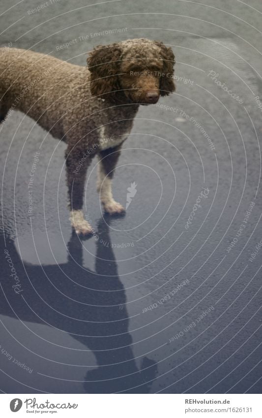 Fritzi 2 Rain Curl Animal Pet Dog 1 Stand Wait Puddle Asphalt Street Colour photo Subdued colour Exterior shot Copy Space bottom Day Reflection