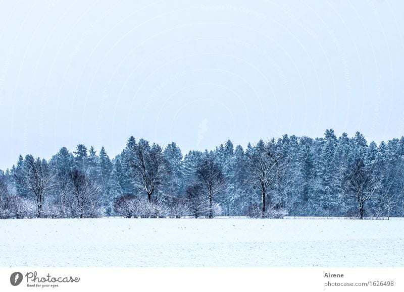 winterproof Nature Landscape Horizon Winter Snow Forest Freeze Esthetic Infinity Cold Blue White Arrangement Colour photo Subdued colour Exterior shot Day