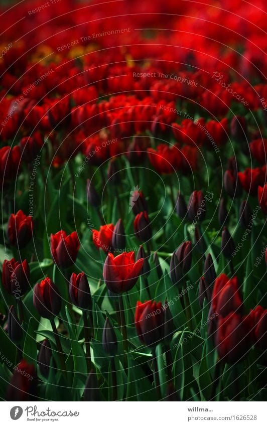 tulip field Spring Tulip Tulip field Green Red Nature Plant Tulip bud Tulip blossom deep red Flower Blossoming